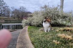 Harley @ Pullen Park