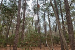 Lake Crabtree County Park