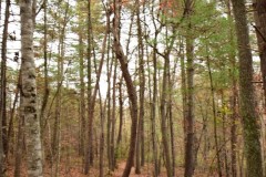 Blue Ridge Parkway, Asheville, NC