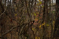 Blue Ridge Parkway, Asheville, NC