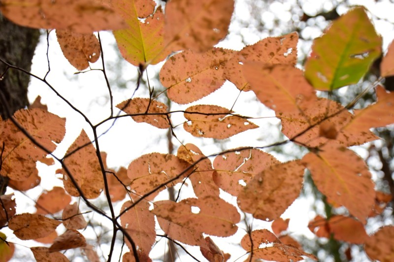 Blue Ridge Parkway, Asheville, NC