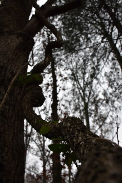 Blue Ridge Parkway, Asheville, NC