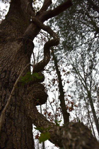 Blue Ridge Parkway, Asheville, NC