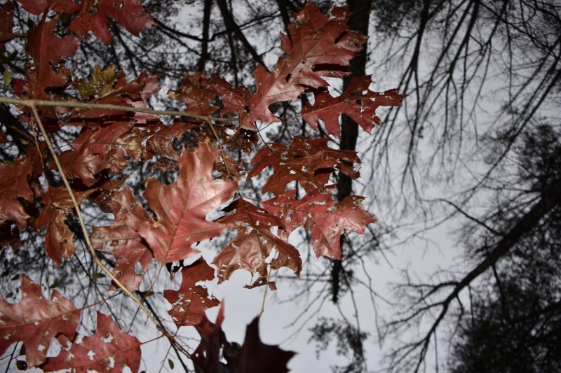 Blue Ridge Parkway, Asheville, NC