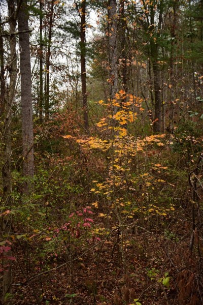 Blue Ridge Parkway, Asheville, NC