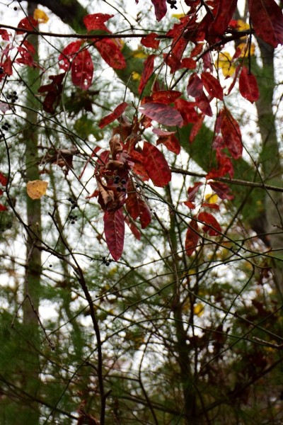 Blue Ridge Parkway, Asheville, NC