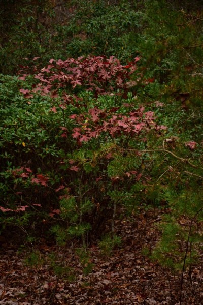 Blue Ridge Parkway, Asheville, NC