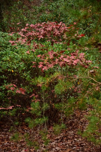 Blue Ridge Parkway, Asheville, NC