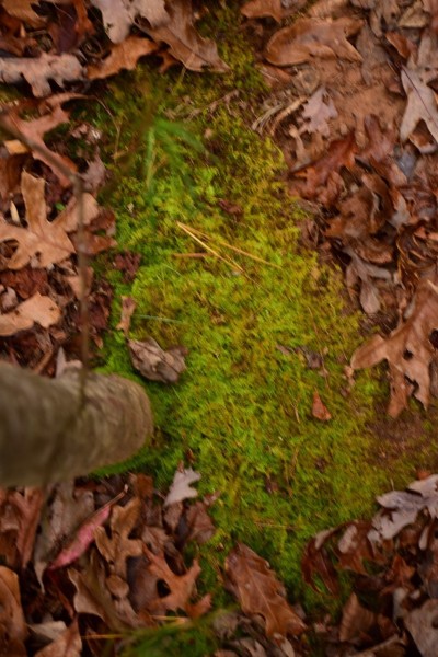 Blue Ridge Parkway, Asheville, NC