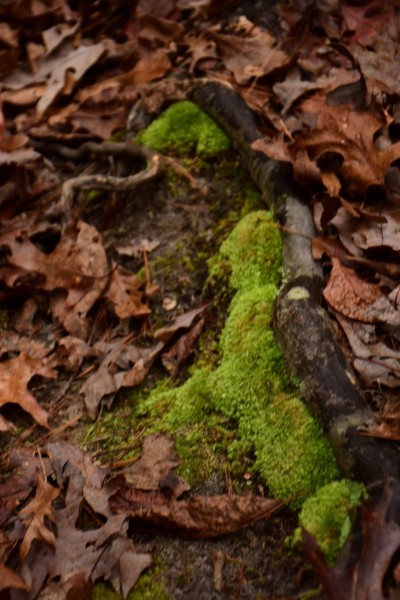 Blue Ridge Parkway, Asheville, NC
