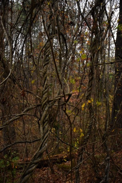 Blue Ridge Parkway, Asheville, NC