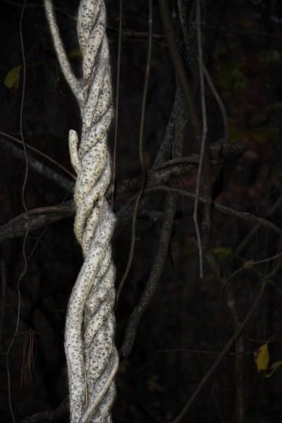 Blue Ridge Parkway, Asheville, NC0