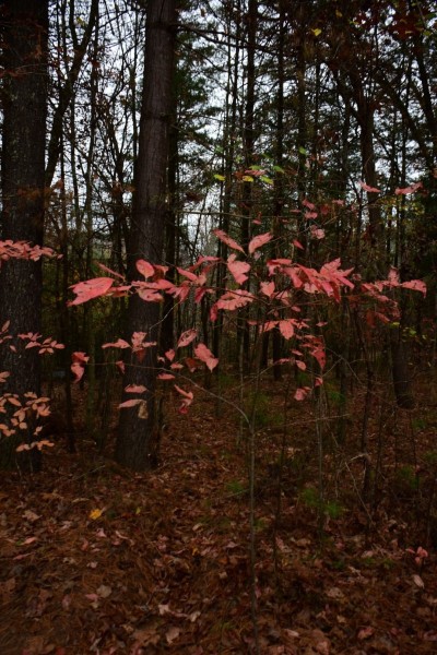 Blue Ridge Parkway, Asheville, NC