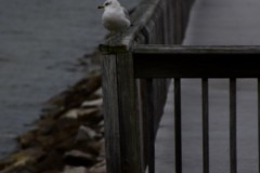 Solomon's Island, MD