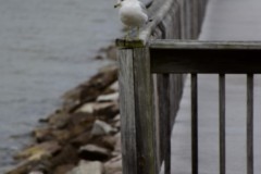 Solomon's Island, MD