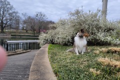 Pullen Park