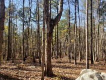 Uwharrie Hunting Trip (16-21 Nov 20)
