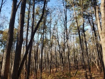 Uwharrie Hunting Trip (16-21 Nov 20)