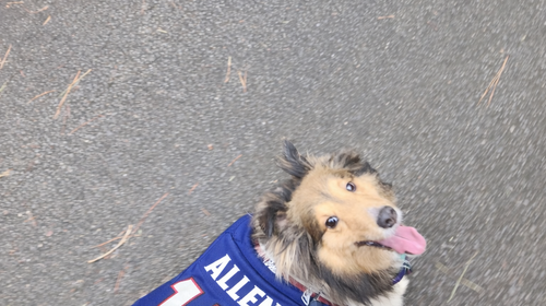 Harley is ready for football season!