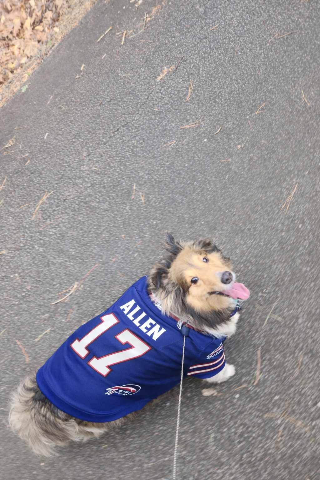 Harley in a Josh Allen jersey
